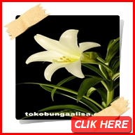 LILY FLOWER BEAUTY & FRESH - TOKO BUNGA ALISA