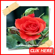 SWEET RED ROSE (ORIGINAL & FRESH) - TOKO BUNGA ALISA
